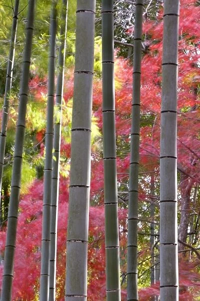 Colourful maples in autumn colours viewed from a bamboo grove