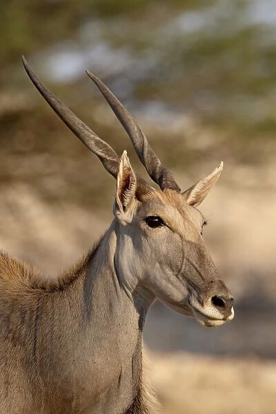Common eland (Taurotragus oryx), Kgalagadi Transfrontier Park, encompassing the former Kalahari Gemsbok National Park, South