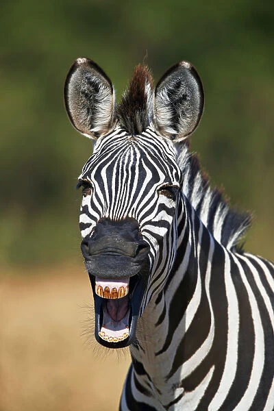 Common zebra (plains zebra) (Burchells zebra) (Equus burchelli) yawning, Ruaha National Park
