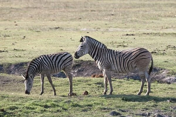Common zebras (Equus quagga), Chobe National Park, Botswana, Africa
