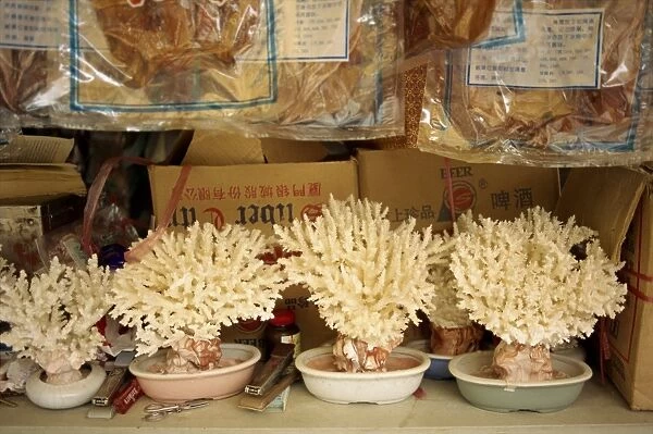 Coral plants for sale, Gulangyu Island, China, Asia