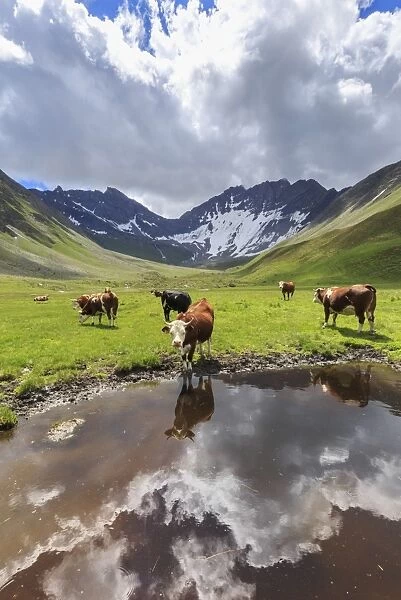 Cows drink in a puddle in the Malatra Valley. Ferret Valley, Courmayeur, Aosta Valley