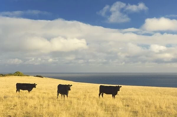 Cows on pasture, Stanley, Tasmania, Australia, Pacific