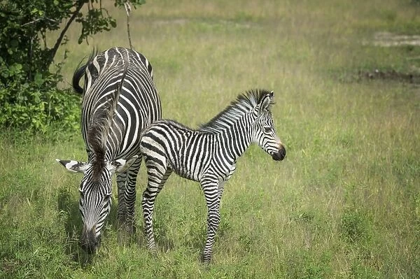 Crawshays zebra mother and foal (Equus quagga crawshayi), South Luangwa National Park