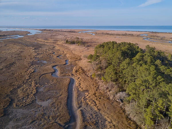 A creek at low tide winding through tidal salt marsh with Chesapeake Bay in