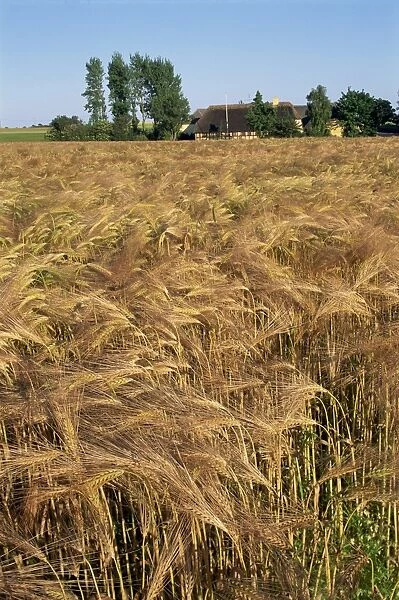 Crop of ripe cereals and thatched buildings behind, Hule Farm Village Museum