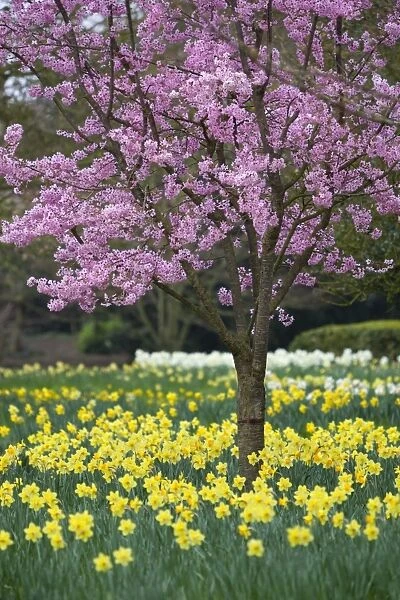 Daffodils and blossom in spring, Hampton, Greater London, England, United Kingdom, Europe