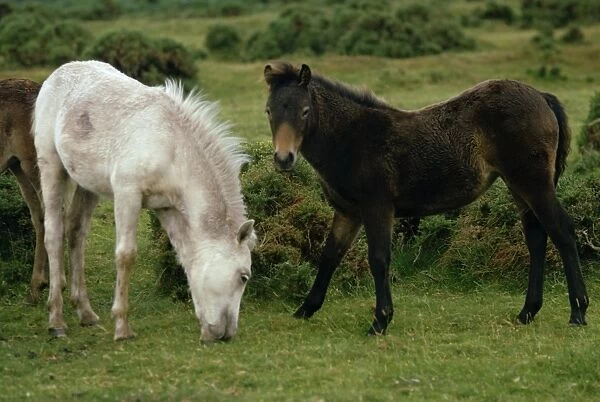 Dartmoor Ponies, Devon, England, United Kingdom, Europe