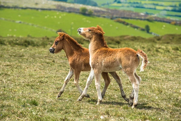 Two Dartmoor pony foals in Dartmoor National park in Devon, England, United Kingdom