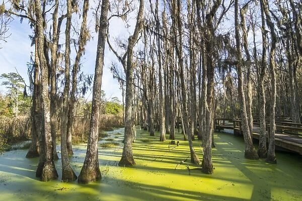 Dead trees in the swamps of the Magnolia Plantation outside Charleston, South Carolina