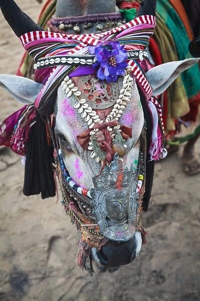 Decorated cow, Goa, India, Asia