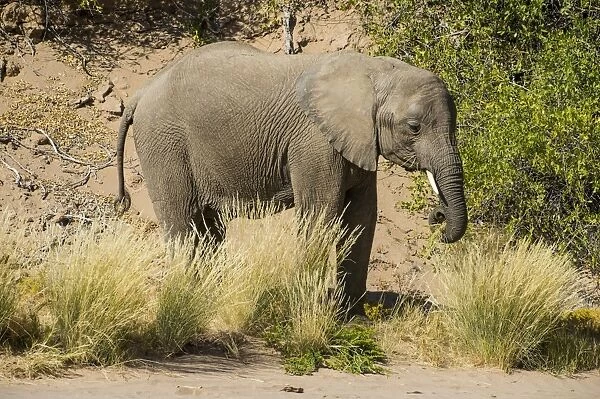 Desert elephant (African bush elephant) (Loxodonta africana), Khurab Reserve, northern Namibia
