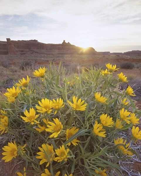 Desert flowers in Arches National Park