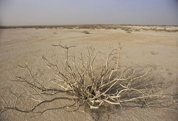 Desert plant between Nouadhibou and Nouakchott