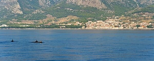 Dolphins seen near Brac Island on the Dalmatian Coast, Adriatic, Croatia, Europe