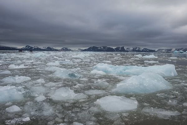 Drifting glacier ice, Hornsund, Svalbard, Arctic, Norway, Scandinavia, Europe