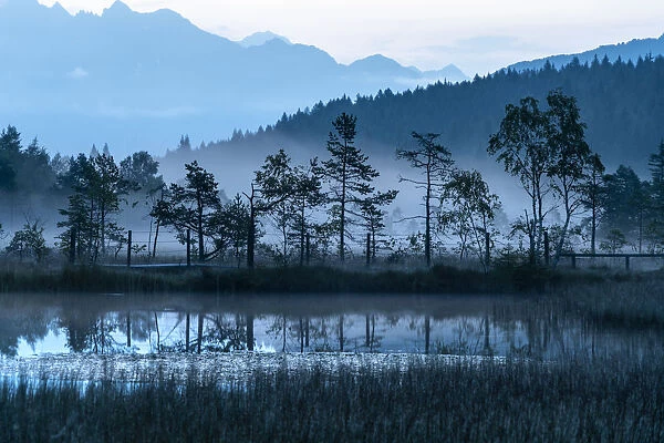 Dusk over trees mirrored in the swamp of Pian di Gembro Nature Reserve, Aprica, Sondrio