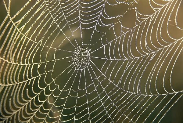 Early morning dew on spiders web, Derbyshire, England, United Kingdom, Europe