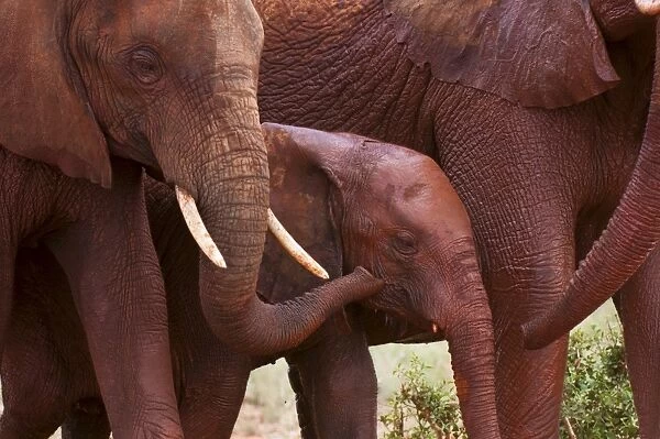 Elephant calf (Loxodonta africana), Tsavo East National Park, Kenya, East Africa, Africa