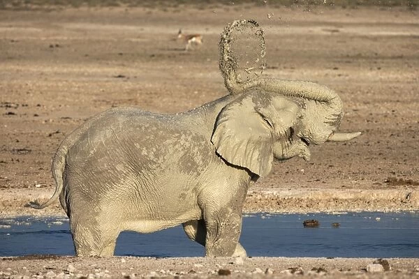 Elephant (Loxodonta africana) mudbathing, Etosha National Park, Namibia, Africa