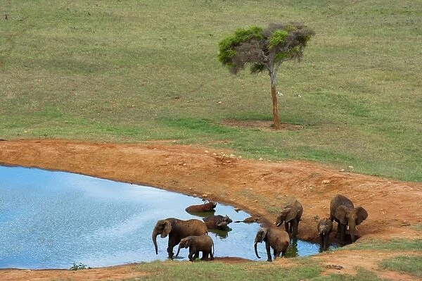 Elephants (Loxodonta africana) and Cape Buffalos (Syncerus caffer) at water hole