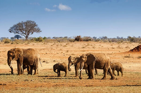 Elephants parade (Loxodonta africana), Tsavo East National Park, Kenya, East Africa