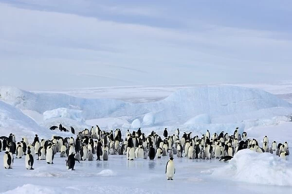Emperor penguin colony (Aptenodytes forsteri), Snow Hill Island, Weddell Sea