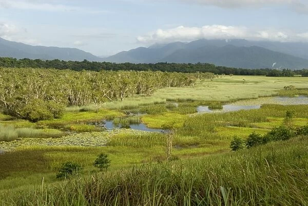 Eubenangee Swamp, Babinda, Queensland, Australia, Pacific