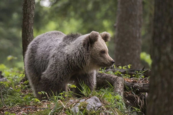European brown bear (Ursus arctos), Notranjska forest, Slovenia, Europe
