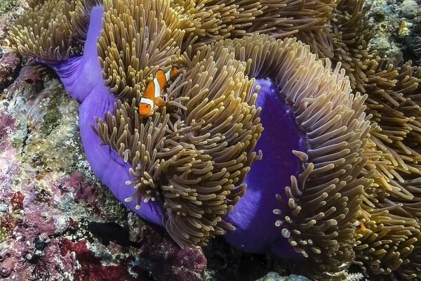 False clown anemonefish (Amphiprion ocellaris), Sebayur Island, Komodo Island National Park, Indonesia, Southeast Asia, Asia