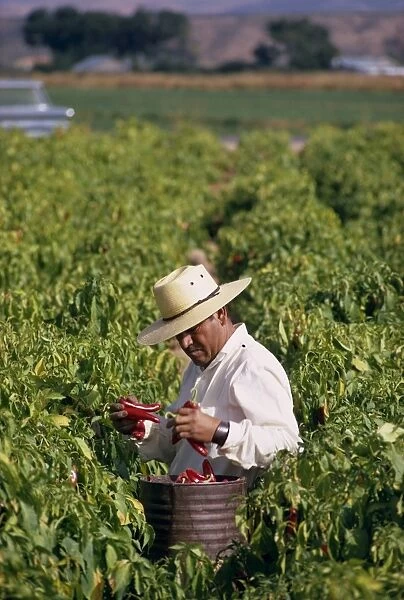 Farm worker picking chili peppers, Chile, South America