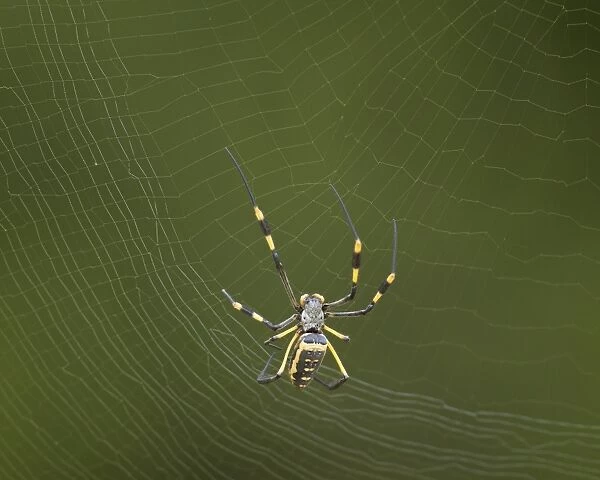 Female Banded-Legged Golden Orb Spider (Nephila senegalensis), Kruger National Park, South Africa, Africa