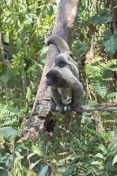 Female brown woolly monkey (Lagothrix lagotricha) with its baby, Vulnerable, Amazon state