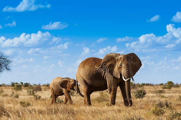 Female Elephant and two year old calf (Loxodonta africana), Tsavo East National Park