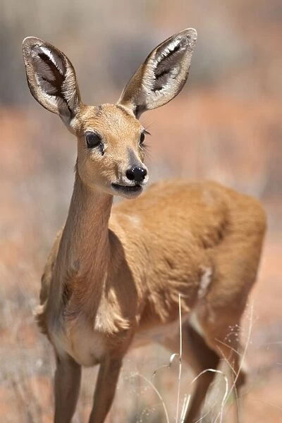 Female Steenbok(Raphicerus campestris), Kgalagadi Transfrontier Park, South Africa