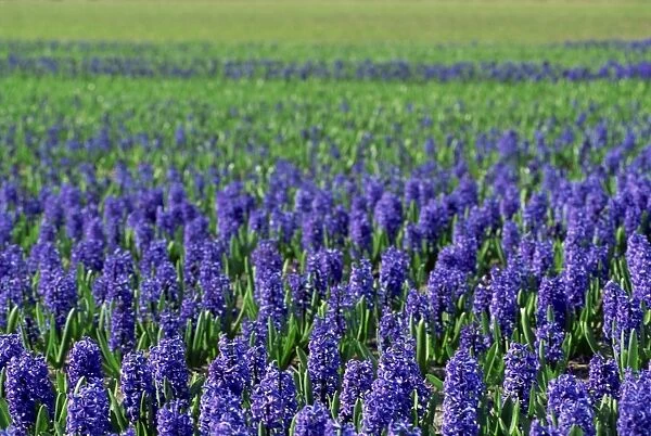 Field of blue hyacinths at Lisse in the Netherlands, Europe