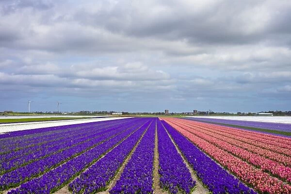 Field of hyacinths (Hyacinthus) in bloom in early spring, Alkmaar, North Holland