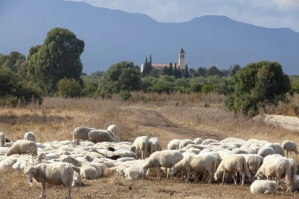 Flock of sheep near Pula, Cagliari Province, Sardinia, Italy, Mediterranean, Europe