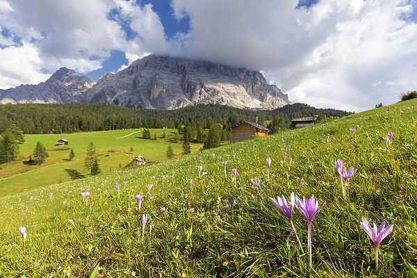 Flowering of autumnal Crocus Nivea. La Valle  /  La Val  /  Wengen Badia Valley, South Tyrol