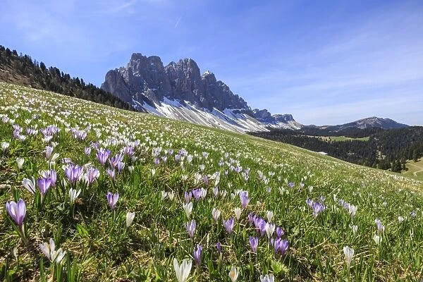 Flowers bloom on the meadows at the foot of the Odle, Malga Gampen, Funes Valley