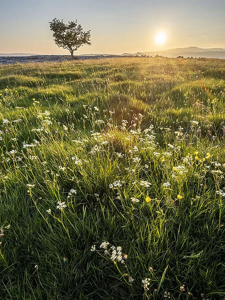 Flowers, grass and lone Hawthorn tree in evening sunlight, Winskill Stones Nature Reserve, Stainforth, Yorkshire Dales National Park, Yorkshire, England, United Kingdom, Europe