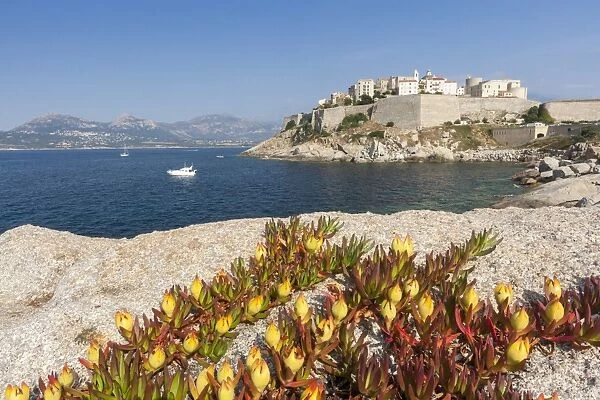 Flowers on rocks frame the fortified citadel surrounded by the clear sea, Calvi, Balagne Region