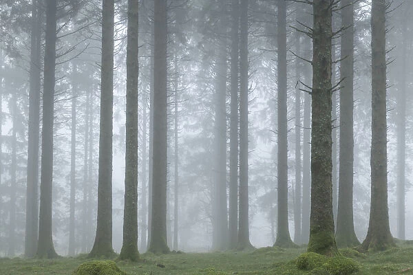 Foggy winter morning in a conifer woodland near Fernworthy Reservoir, Dartmoor, Devon