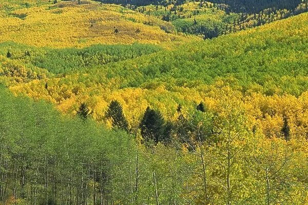Forest in autumn hues