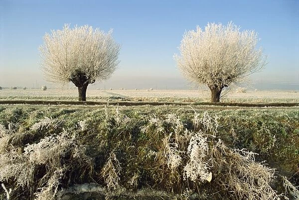 Frost covered trees and landscape, Whittlesy, near Peterborough, Cambridgeshire