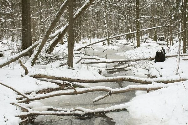 Frozen wetland area in snow covered primeval forest habitat in February, Bialowieza