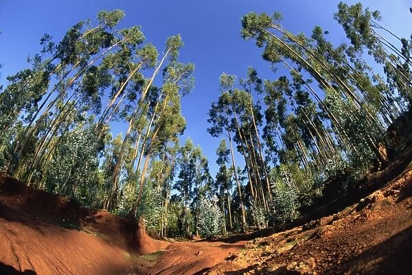 Giant farmed eucalyptus forest, Addis Ababa, Ethiopia, Africa