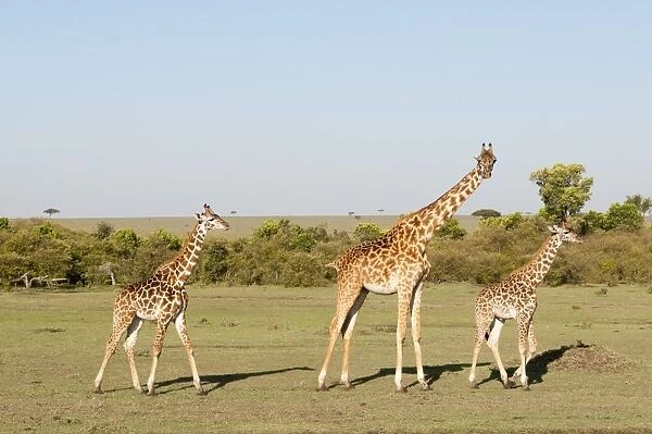 Giraffe (Giraffa camelopardalis), Masai Mara, Kenya, East Africa, Africa