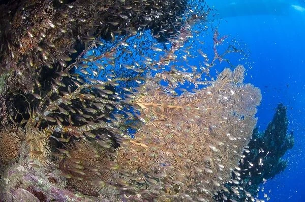 Glassfish (Parapriacanthus ransonneti) shoal, Ras Mohammed National Park, Sharm el-Sheikh, Red Sea, Egypt, North Africa, Africa
