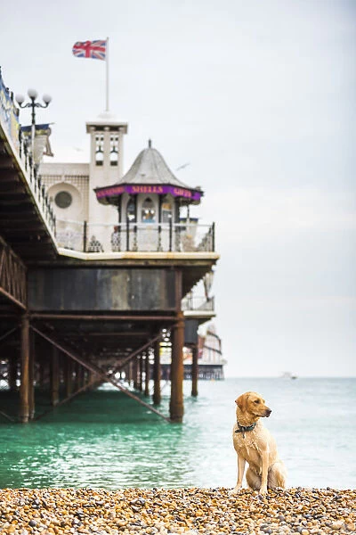 Golden labrador on Brighton Beach, Brighton and Hove, East Sussex, England, United Kingdom